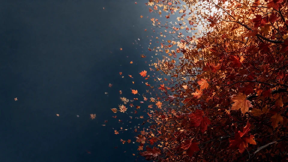 A Japanese maple cluster releases a diagonal fall of persimmon, amber, and oxblood into slate-blue air.