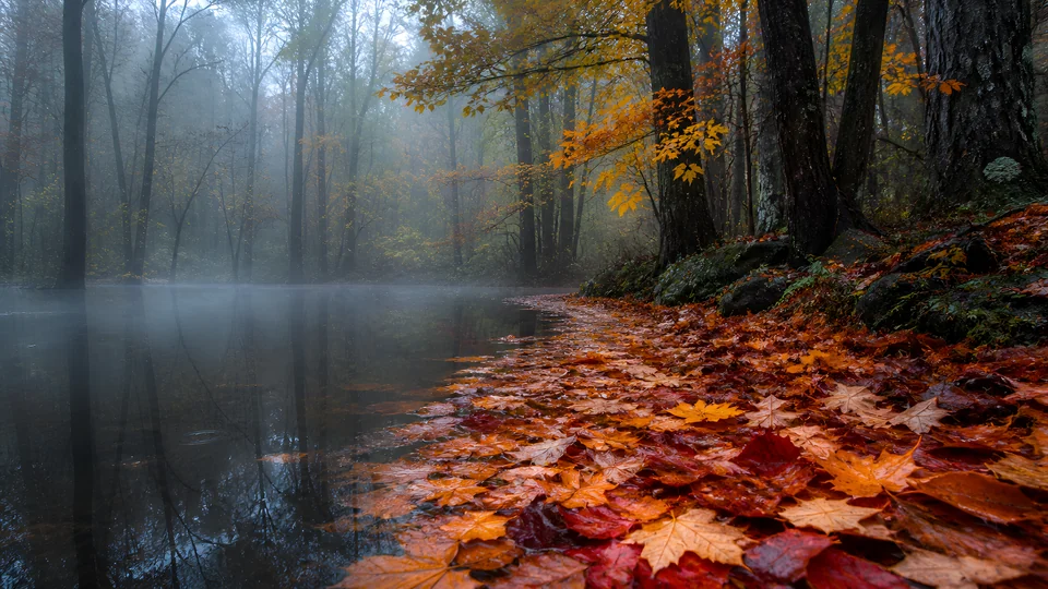 Rain-dark maple leaves gather along a blackwater creek while cool fog opens through the old forest.